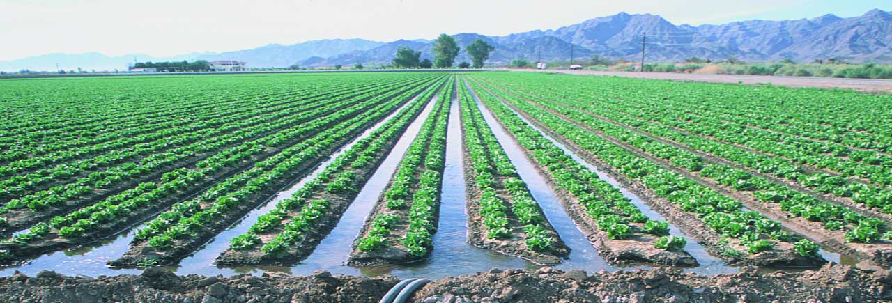 Flood Irrigation Impact on Yield and Profit